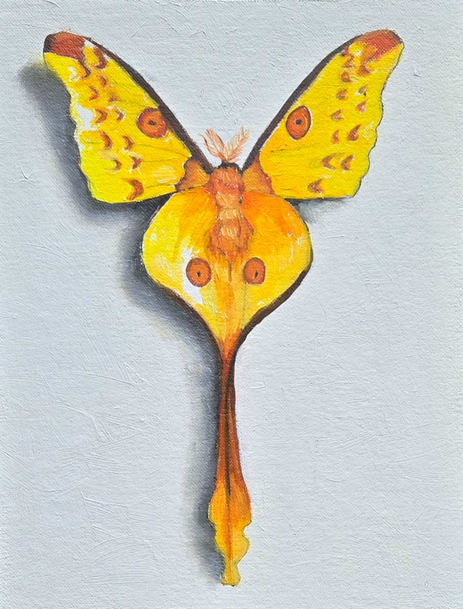 Small Comet Moth by Catherine Mills  Image: Small original Comet Moth painting, oil on canvas stretched over wood panel, 6 x 8 inches regular depth