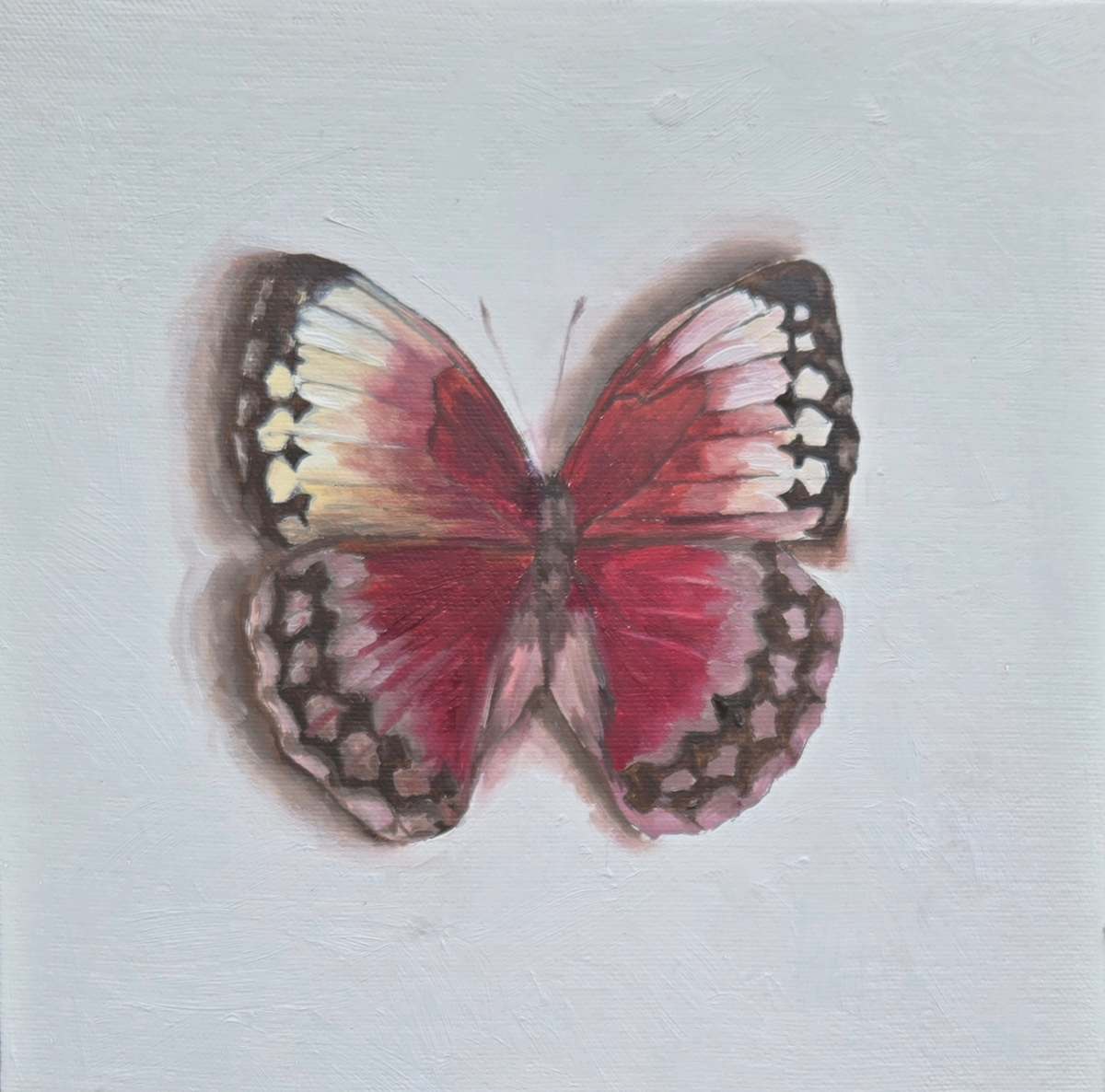 Jungle Queen 2 by Catherine Mills  Image: Jungle Queen Butterfly, Oil on canvas wrapped over regual wood panel, 8 x 8 inches