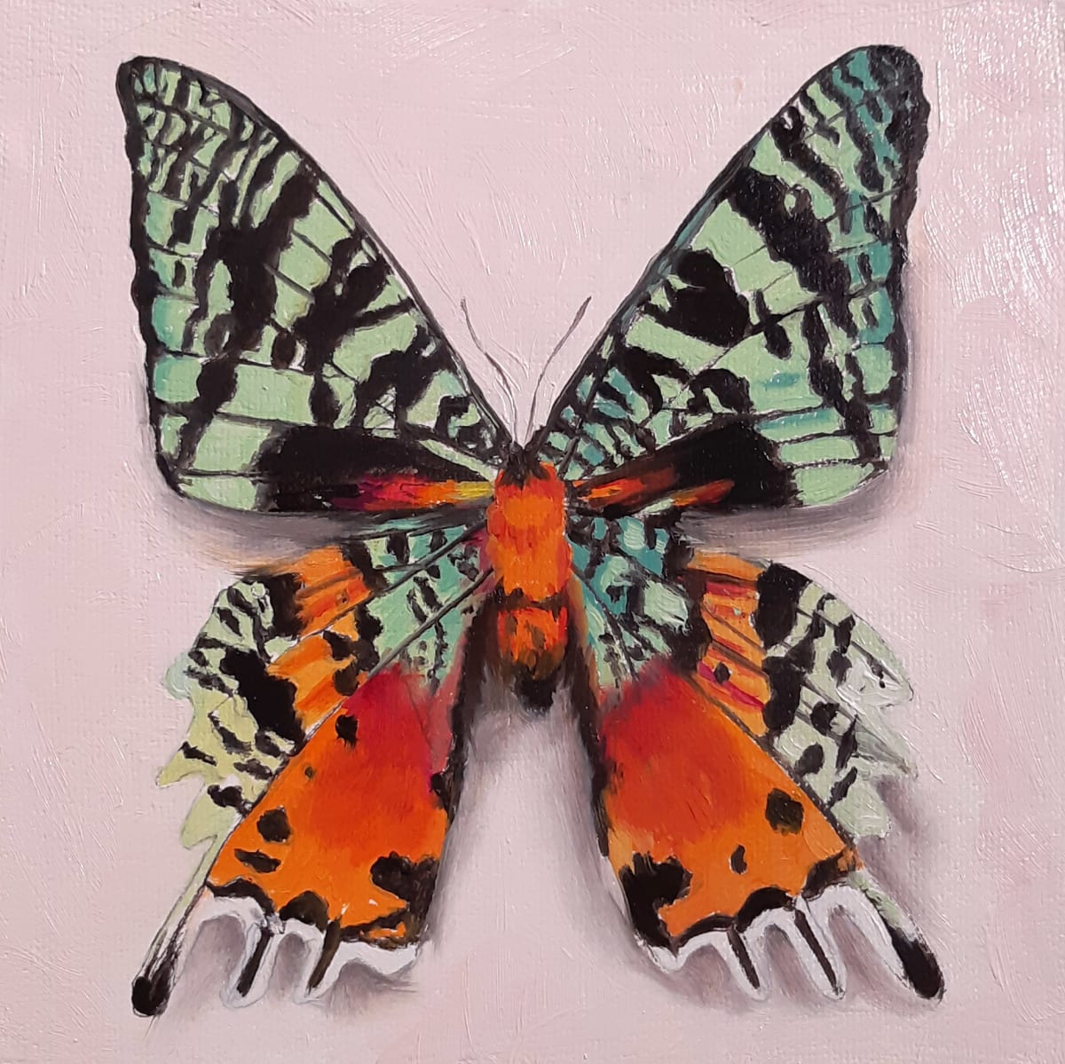 Small Sunset Moth by Catherine Mills  Image: Small Sunset Moth, 6 x 6 inches on gallery wood panel