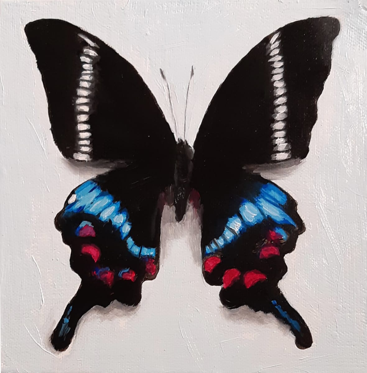 Small Gloss Swallowtail by Catherine Mills  Image: Small Gloss Swallowtail, 6 x 6 inches, Oil on gallery wood panel