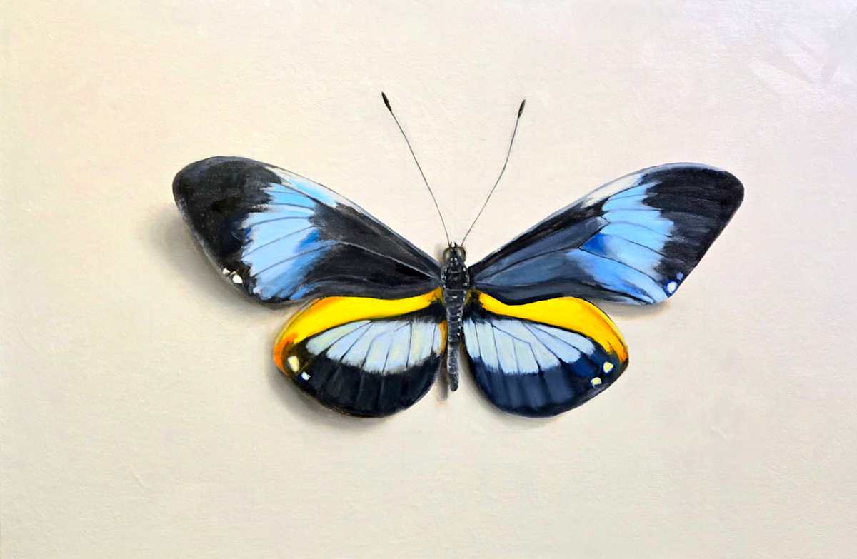 Blue Longwing by Catherine Mills  Image: Blue Longwing, oil on canvas mounted to gallery wood panel, 24 x 36 inches 