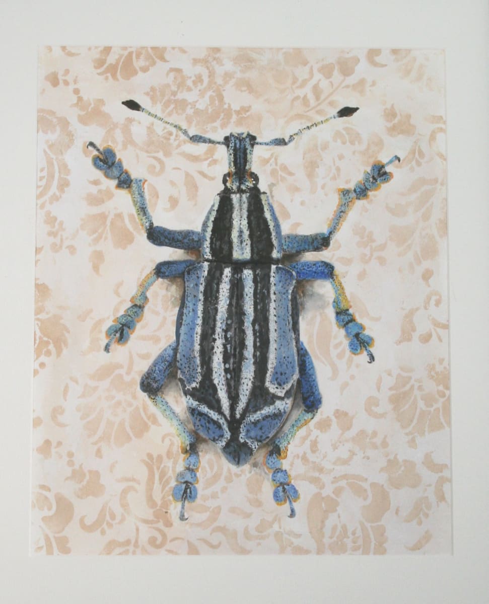 Eupholus bennetti by Catherine Mills  Image: Eupholus bennetti