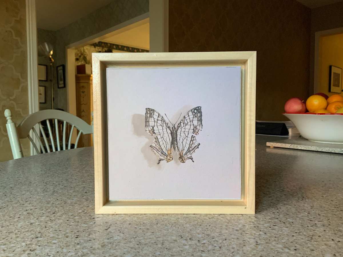 Map Butterfly, Framed Print by Catherine Mills  Image: Small custom framed, hand finished print 6 x 6 inches, (7.25 x 7.25 framed)
