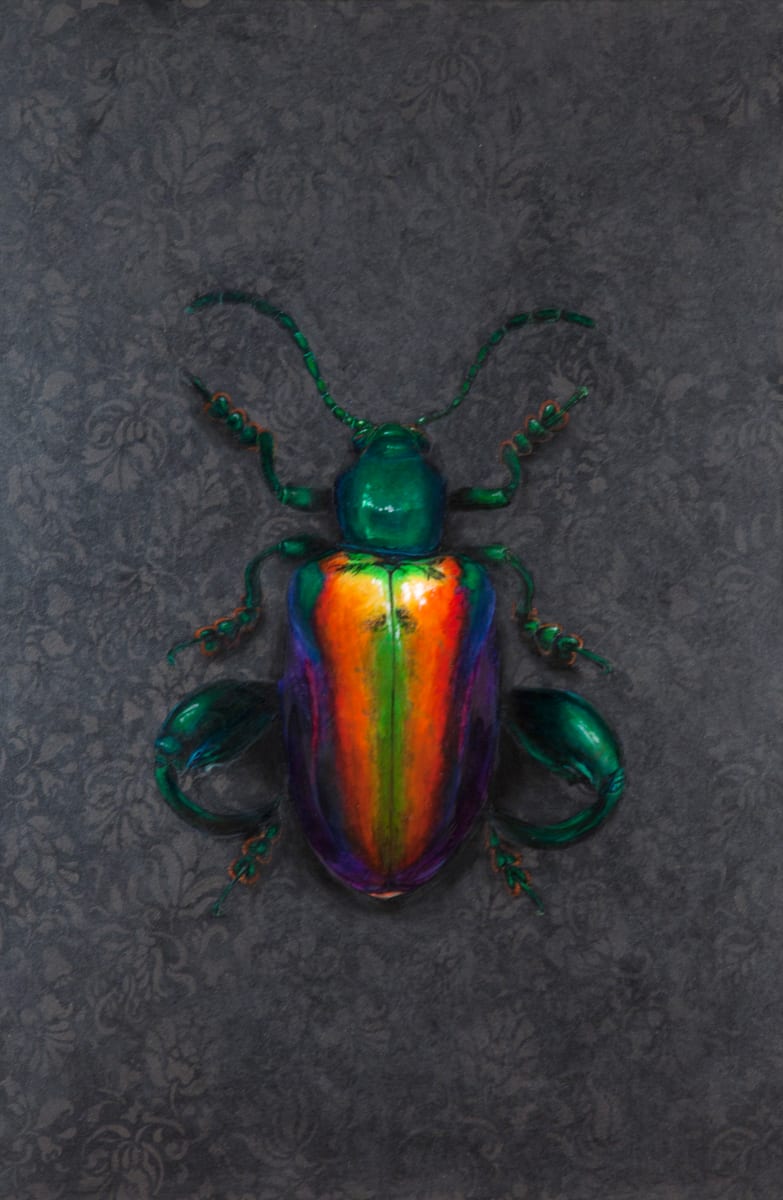 Sagra femorata by Catherine Mills  Image: Sagra femerata