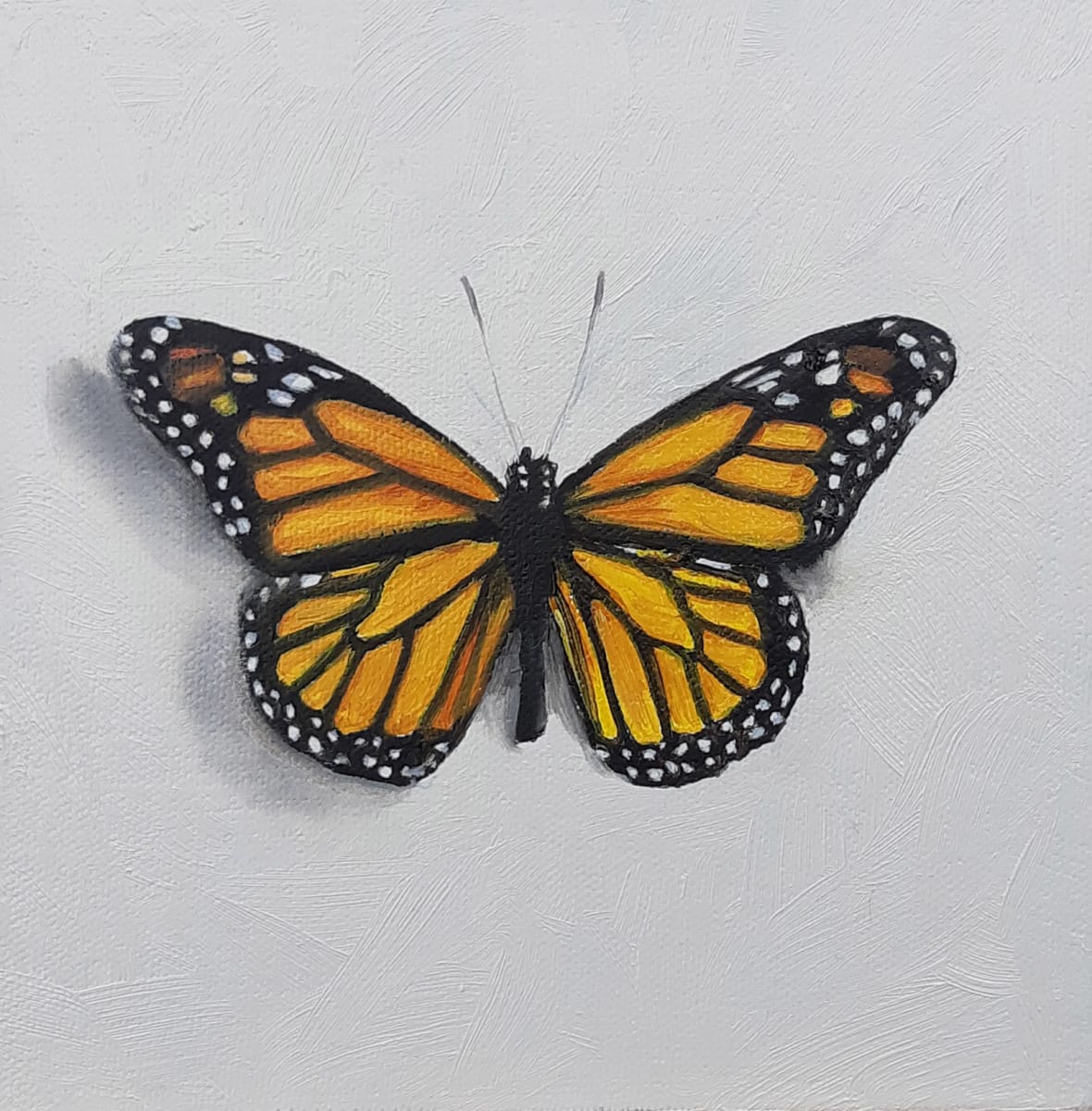 Small Monarch by Catherine Mills  Image: Small Monarch, 6 x 6 inches, oil on panel