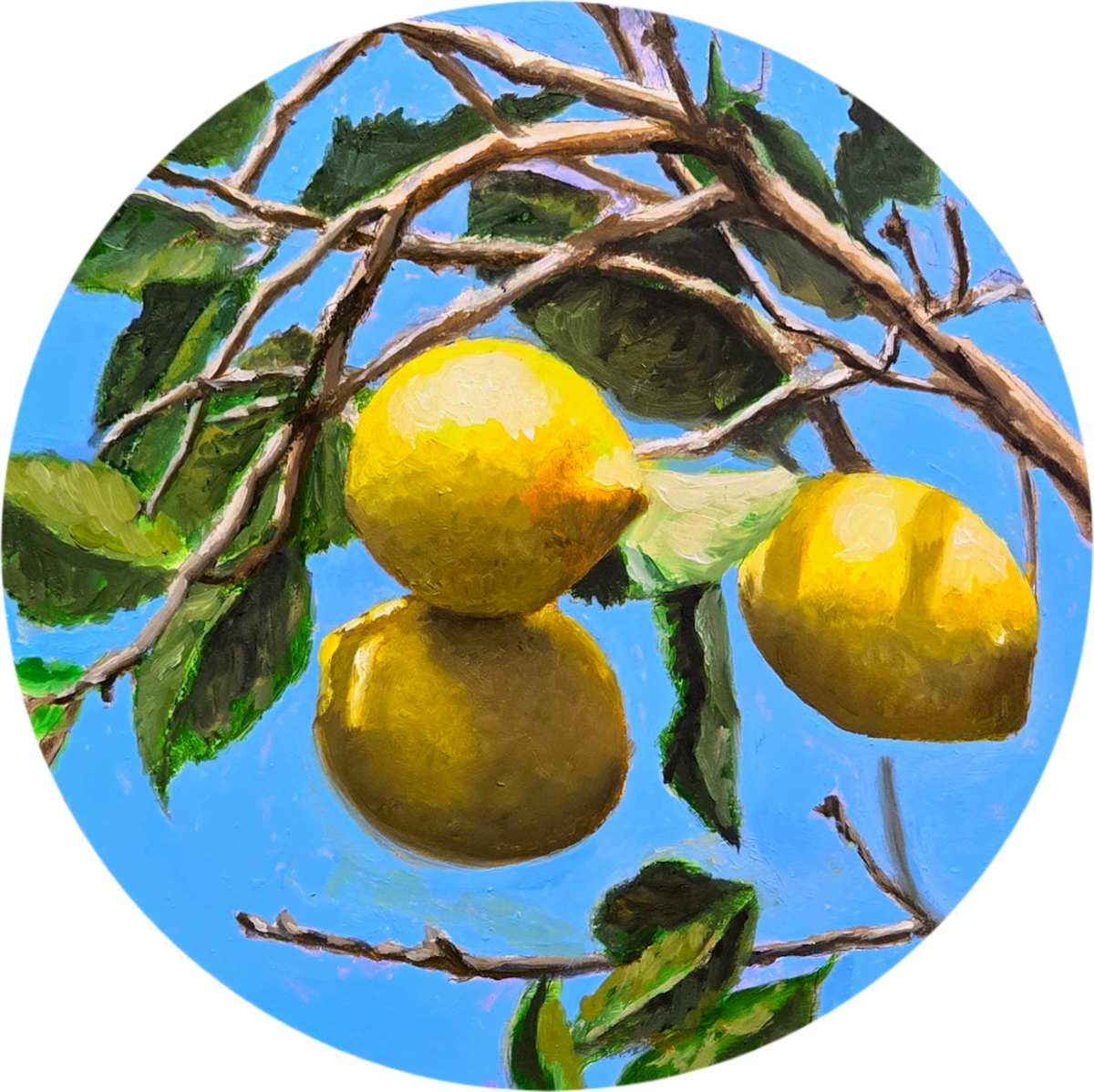 Lemons by Catherine Mills  Image: Lemons, oil on aluminum panel, 8 x 8 inches