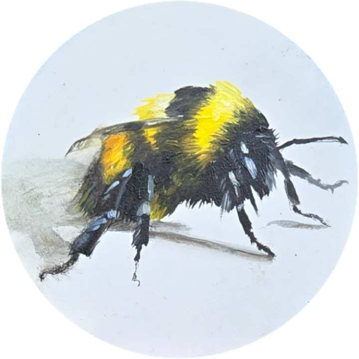 Small Bee by Catherine Mills, Image 1.