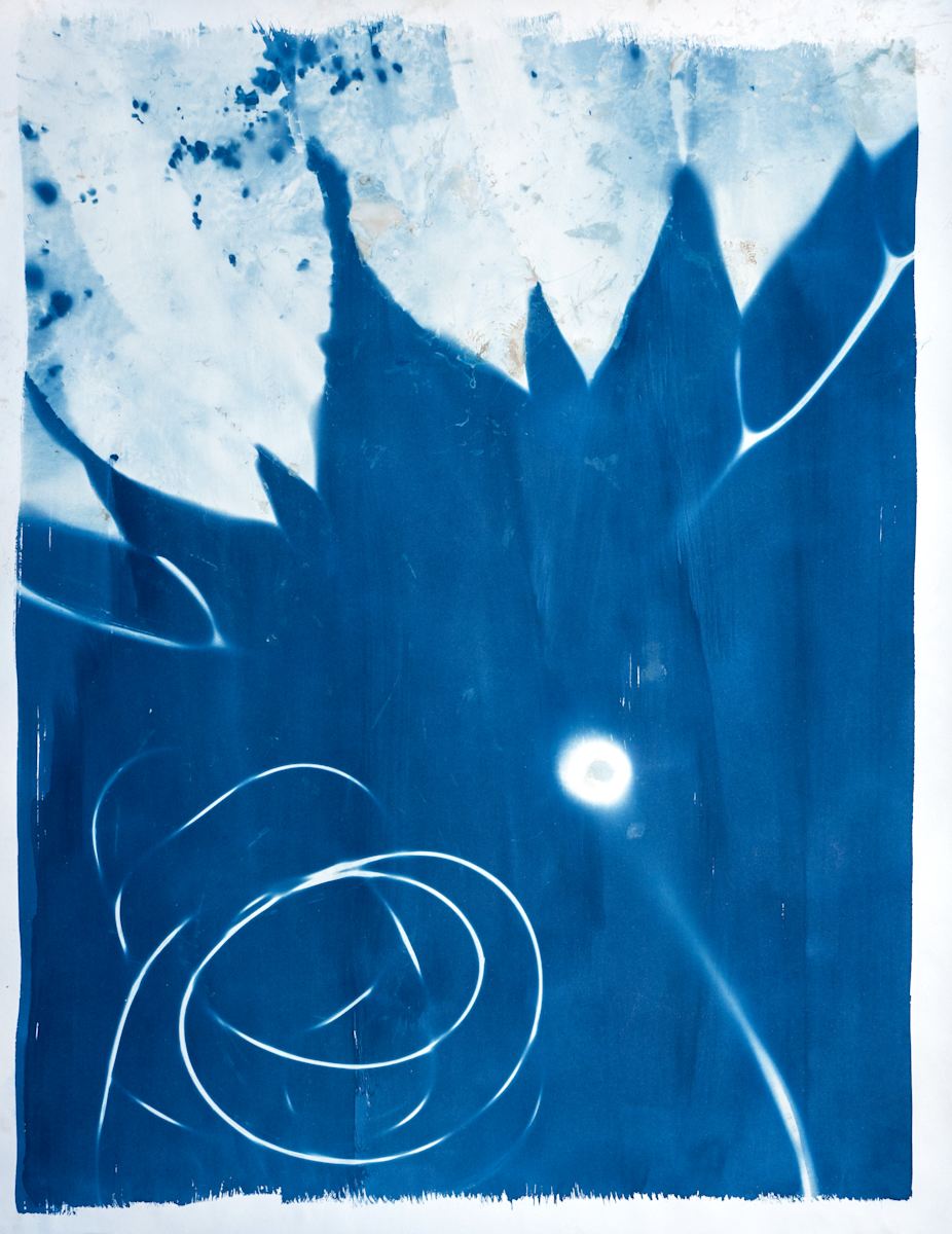 Elkhorn Kelp Study 2 by Oriana Poindexter  Image: Pelagophycus porra - Elkhorn Kelp. Point Loma, California.  38x50". 