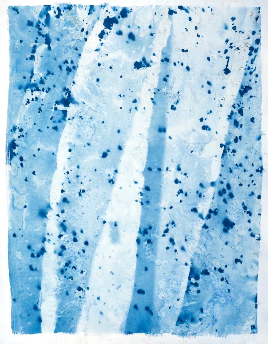Elkhorn Kelp Study 3 by Oriana Poindexter  Image: Pelagophycus porra - Elkhorn Kelp #3. Point Loma, California.  38x50". 
