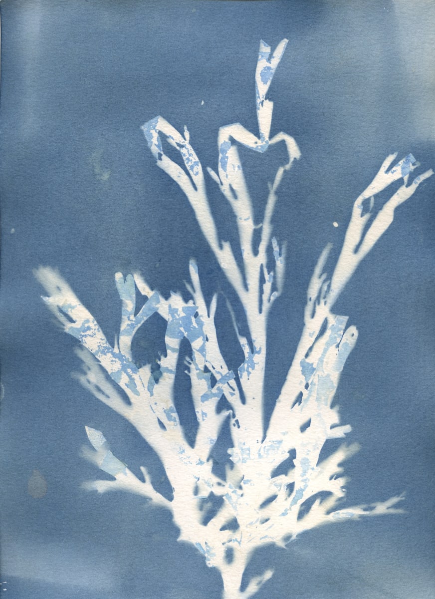Dictyota Study 1, Dictyota Bath by Oriana Poindexter  Image: Dictyota Study, created with Dictyota collected by the artist at Windansea Beach, California on June 12, 2022. Toned in a bath created with the same algae used to make the print.