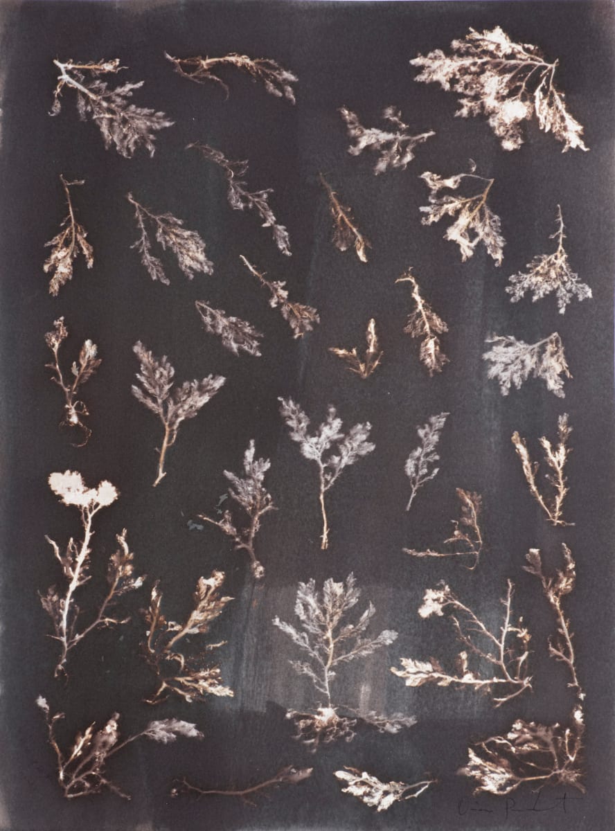 Sea Comb Study 7 by Oriana Poindexter 
