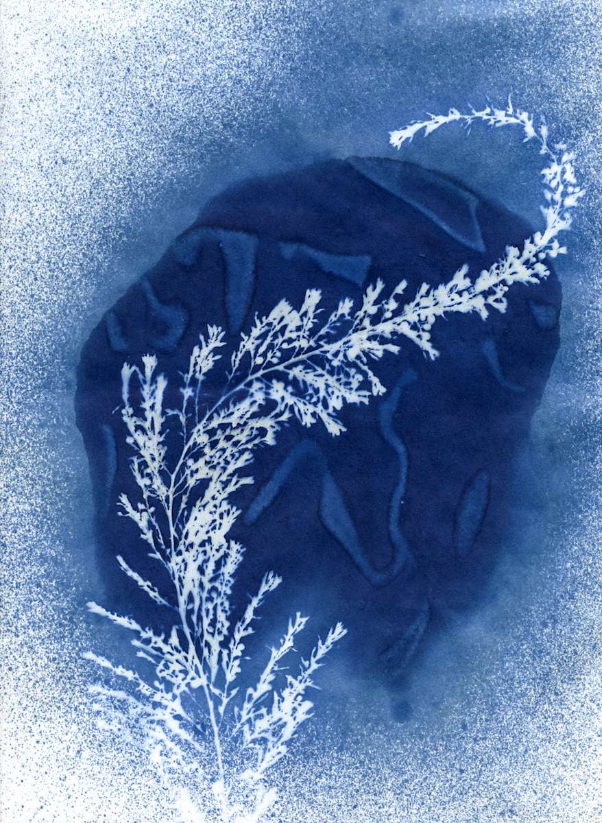 Wireweed Study 2 by Oriana Poindexter 