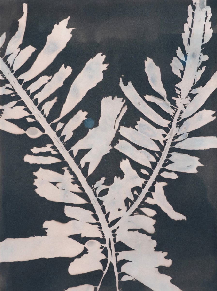 Feather Boa Study 5, Avocado Toned by Oriana Poindexter  Image: Feather Boa Study 5 (Egregia menziesii). Windansea Beach, June 5, 2022. Contact cyanotype print made with algae collected by the artist in La Jolla, California, toned with avocado leaves.