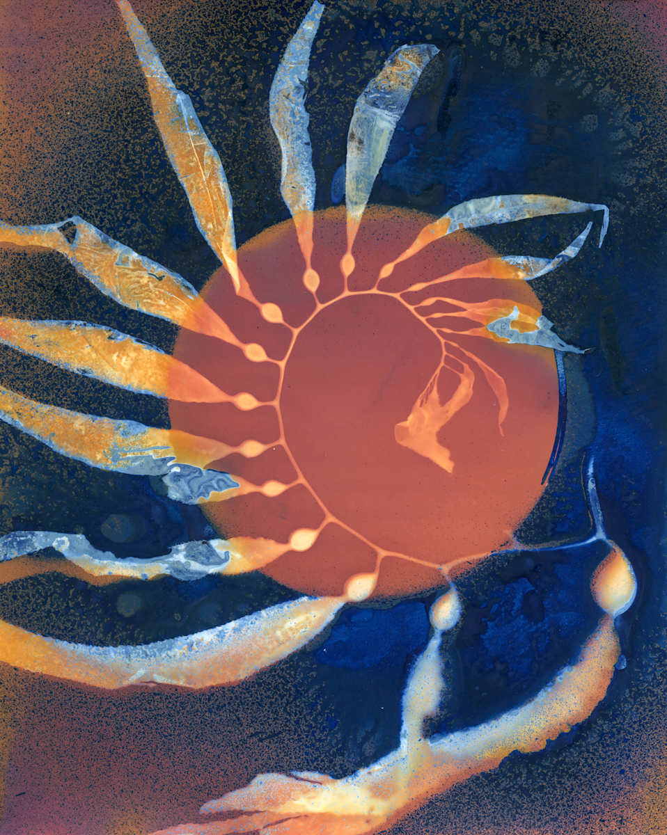 Giant Kelp Study 126 by Oriana Poindexter 
