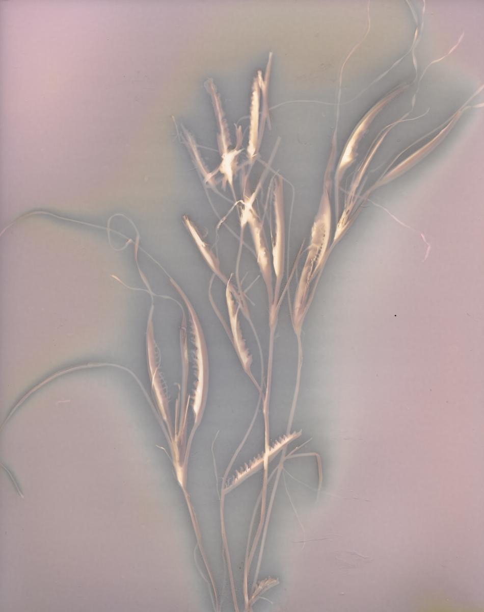 Surfgrass Study 16, Flowering by Oriana Poindexter 
