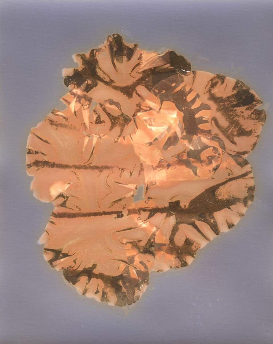 Sea Lettuce Study 2 by Oriana Poindexter, Image 1.