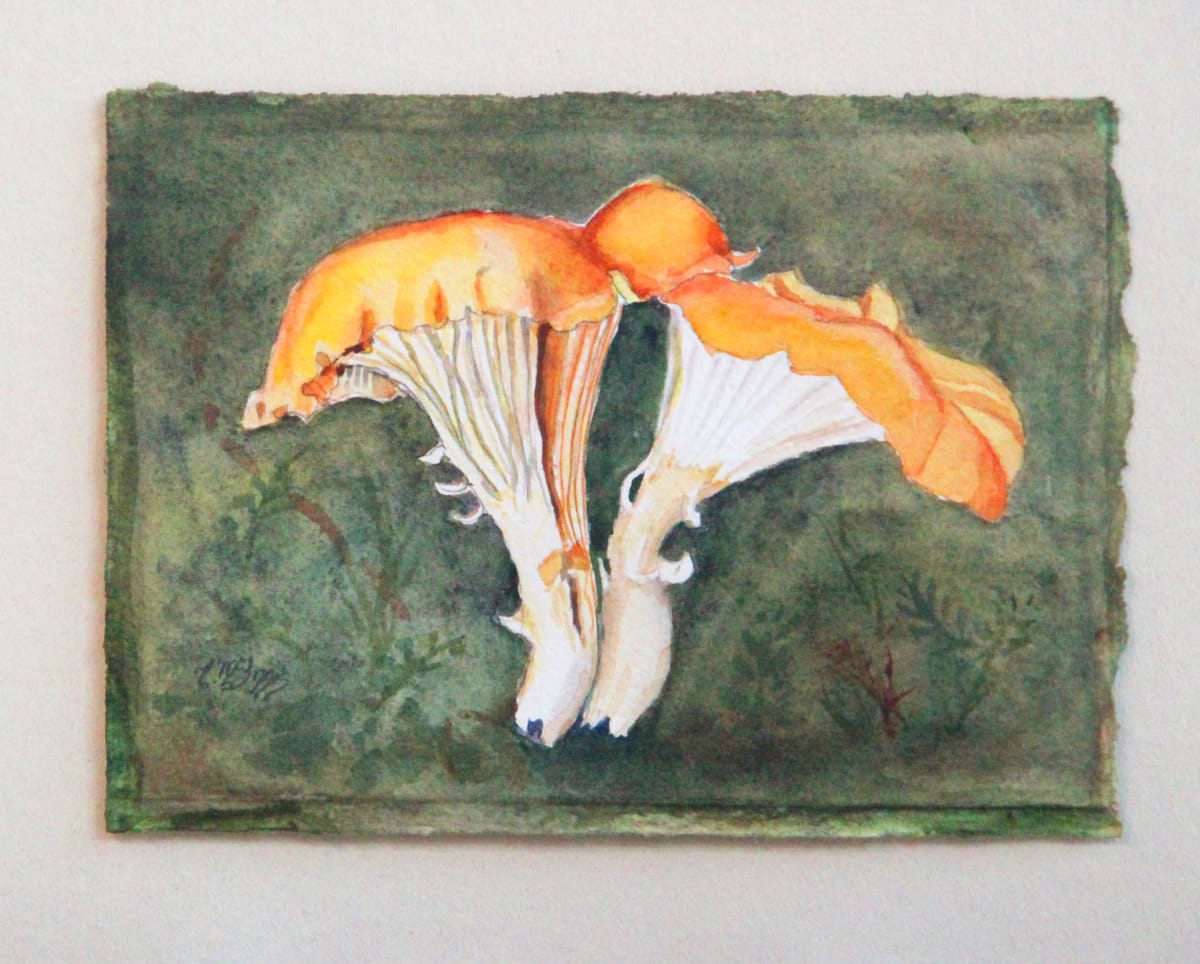 Golden Chantrel by Theresia McInnis 