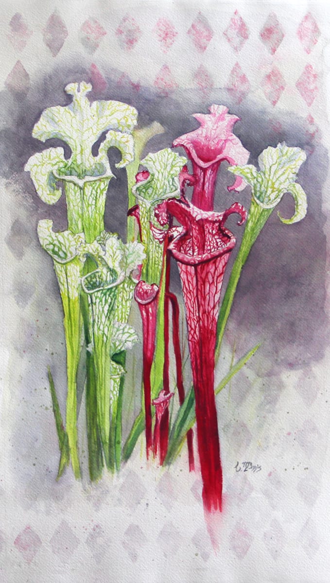 Harlequin Pitcher Plant by Theresia McInnis  Image: Harlequin Pitcher Plant 