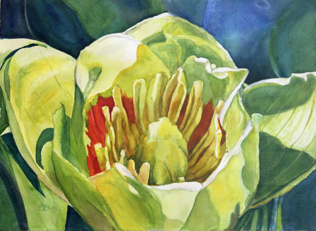 Tulip Poplar Backlight by Theresia McInnis  Image: The tulip poplar isn’t the loudest bloom in the forest, but when the light hits just right, it radiates from within—like it knows its time is brief and wants to shine for every second of it.