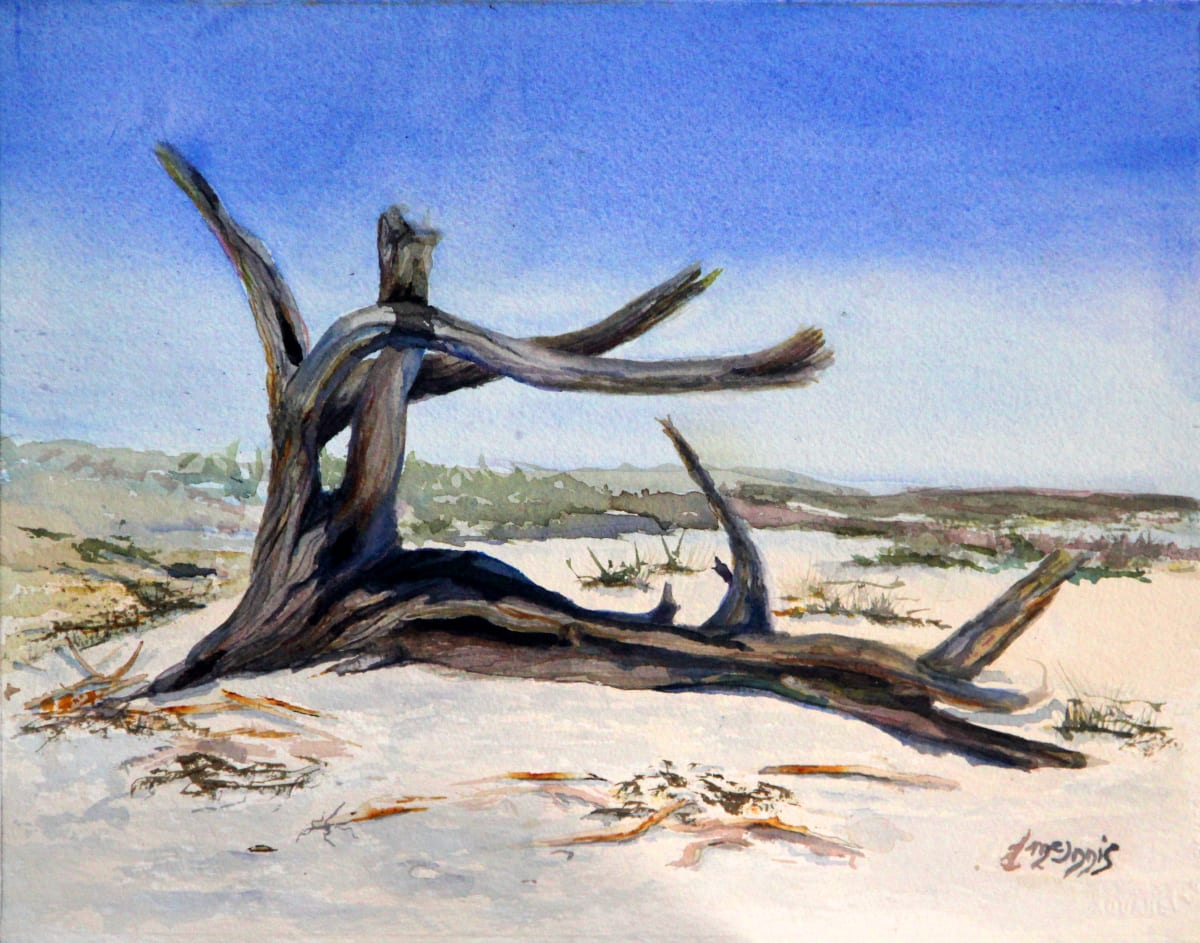 Weathered Memories  Image: Gorgeous driftwood that’s still firmly planted. 