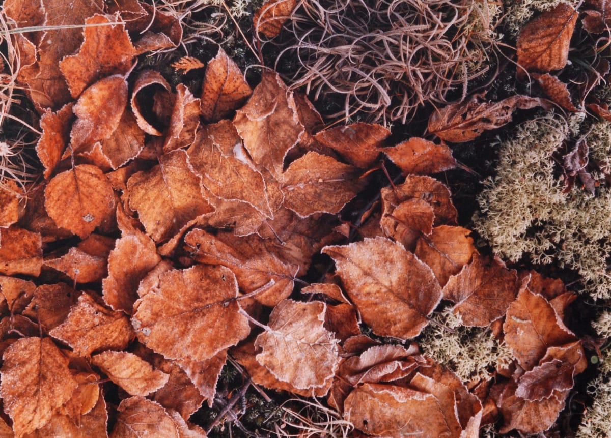 Untitled (Frosted Leaves) by Michael de Morée, Image 17.
