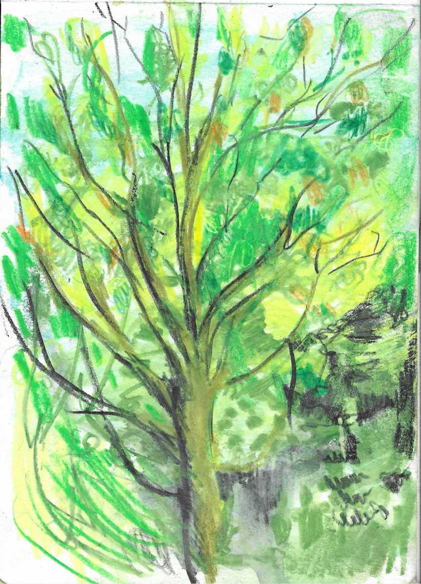 Michelle_Hinebrook_Mossy_Tree by Michelle Hinebrook, Image 1.