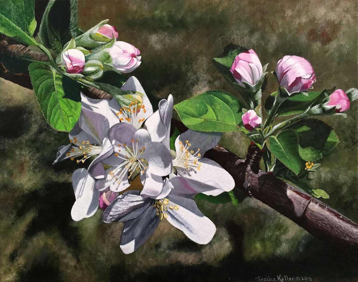 Fuji Apple Blossom by Jessica Keller 