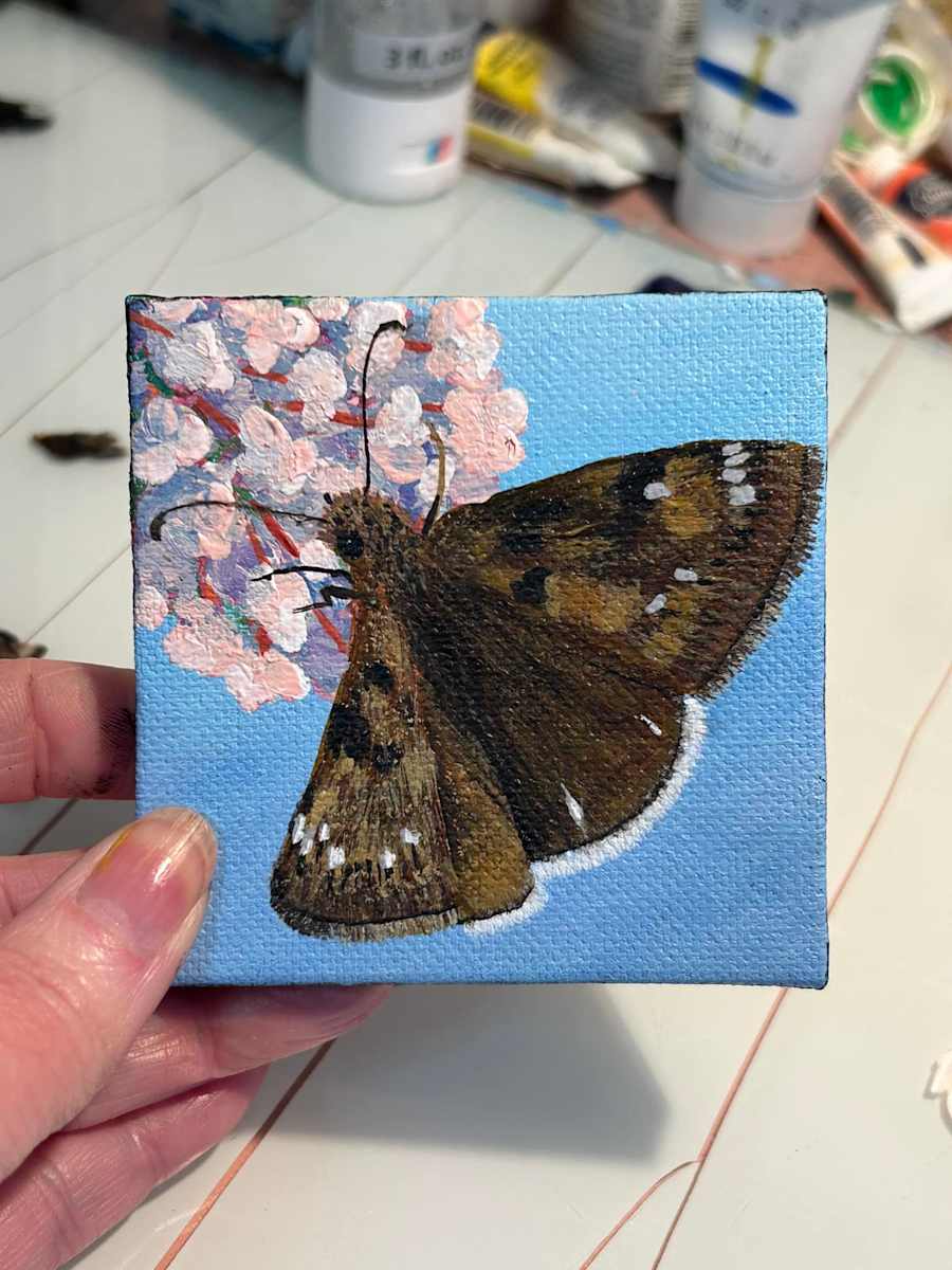 Mournful Duskywing by Jessica Keller 