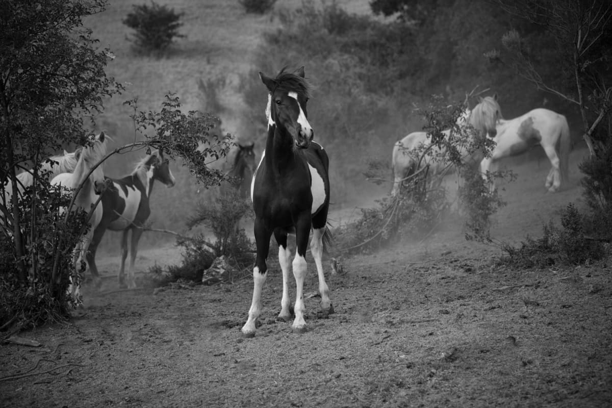 The Mystery of Wildness 2/15 by Landry Major