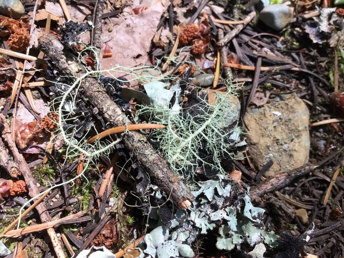 Resigned  Image: Falling in love with all the texture of the cedar forest.