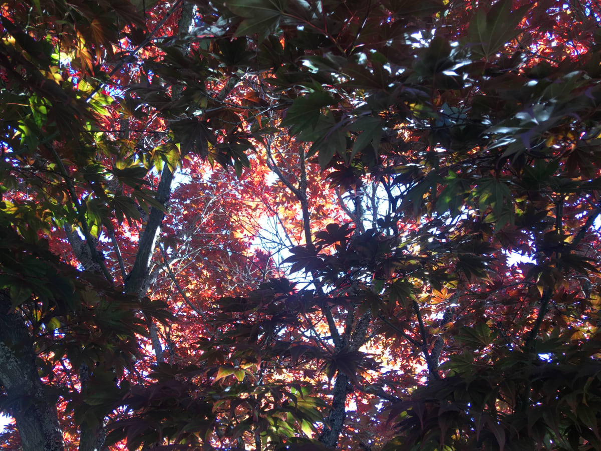 Integration  Image: Almost like stained glass. A color study.  