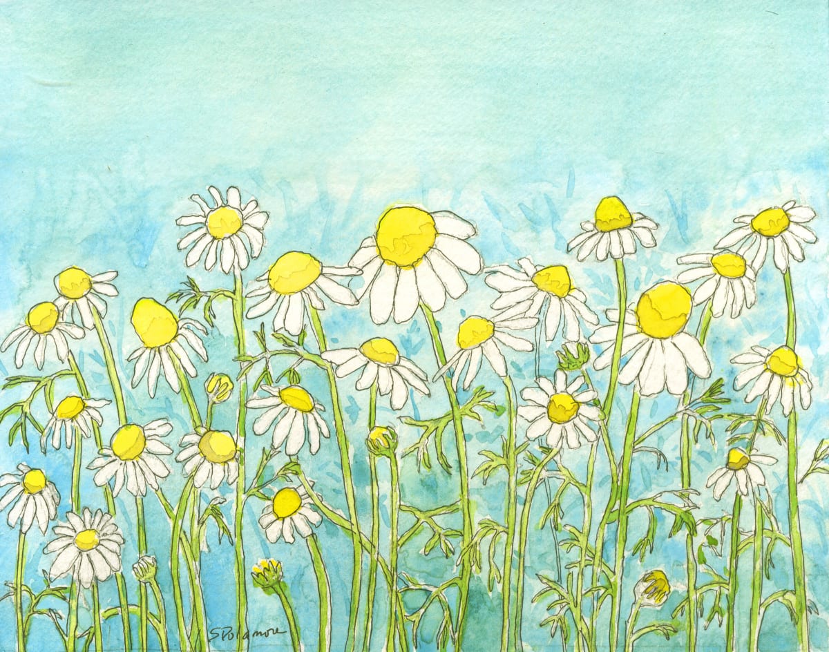 Chamomile by Sue Dolamore 