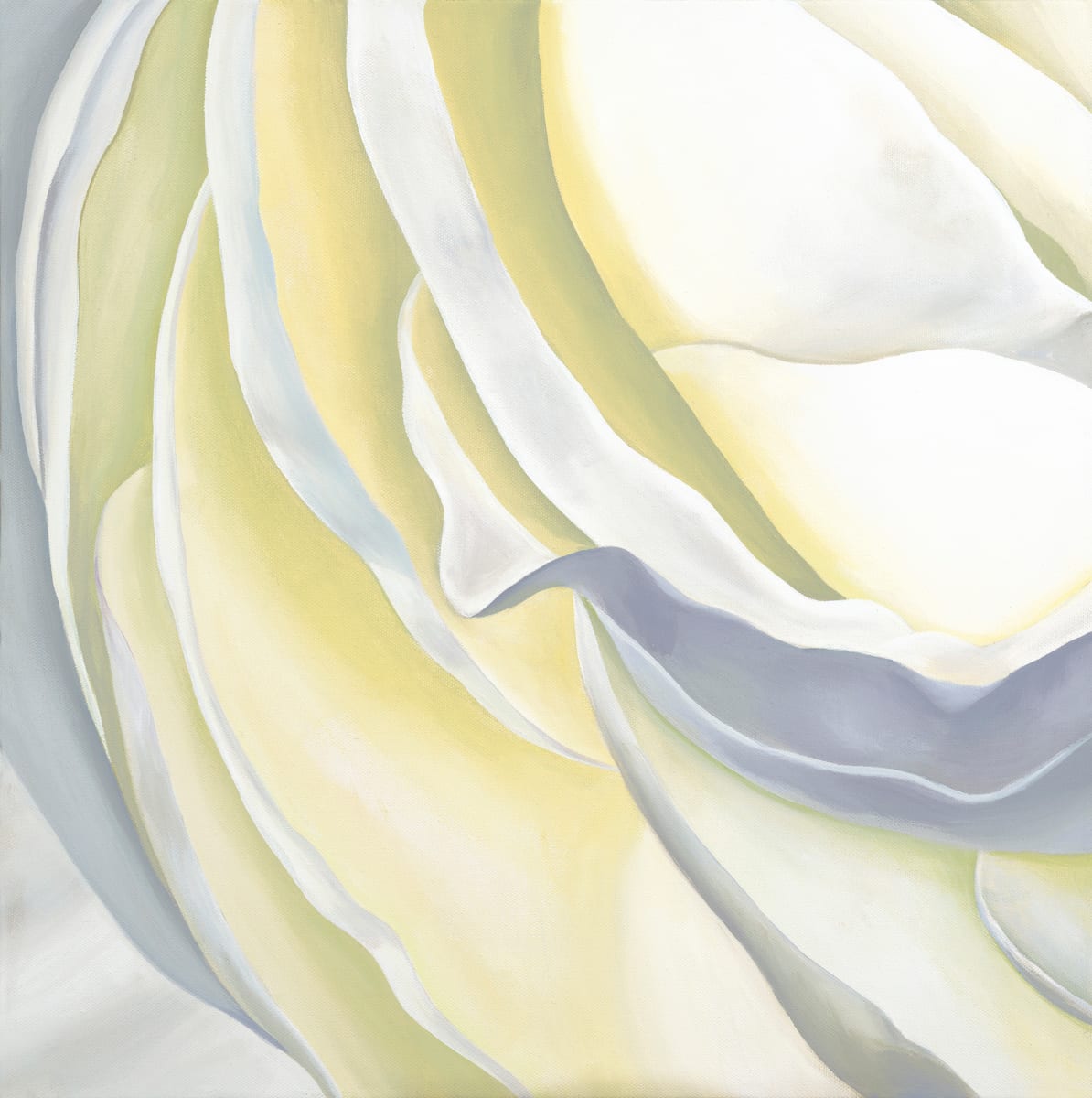 No. 78 Ranunculus - Luminous by Renée Switkes 