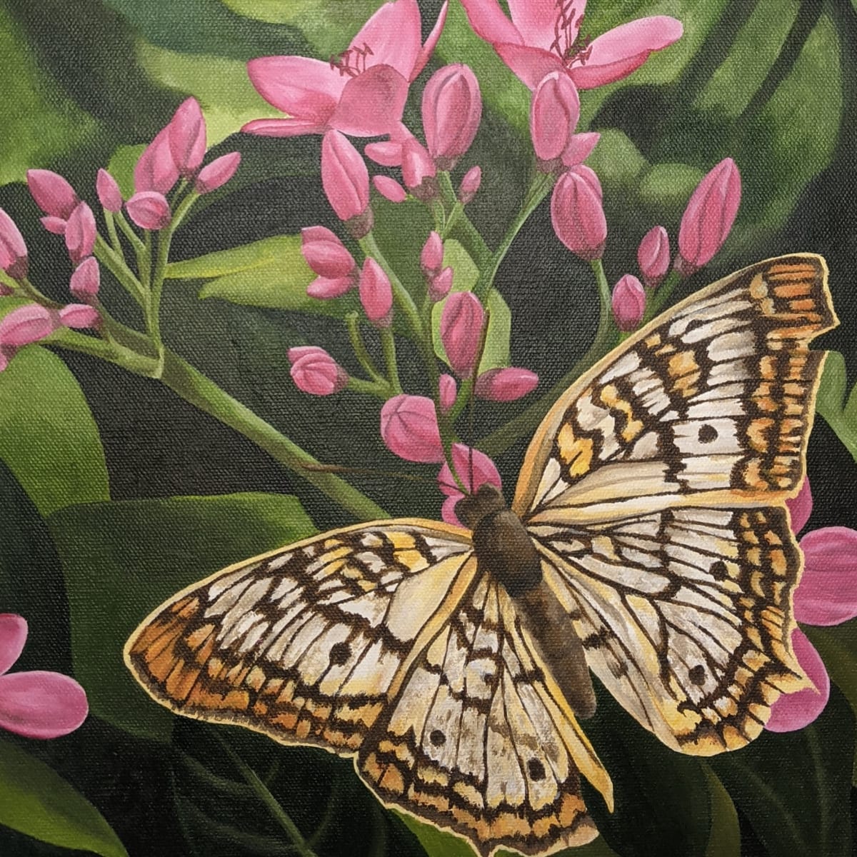 No. 40 Jatropha Integerrima - Peregrination by Renée Switkes 