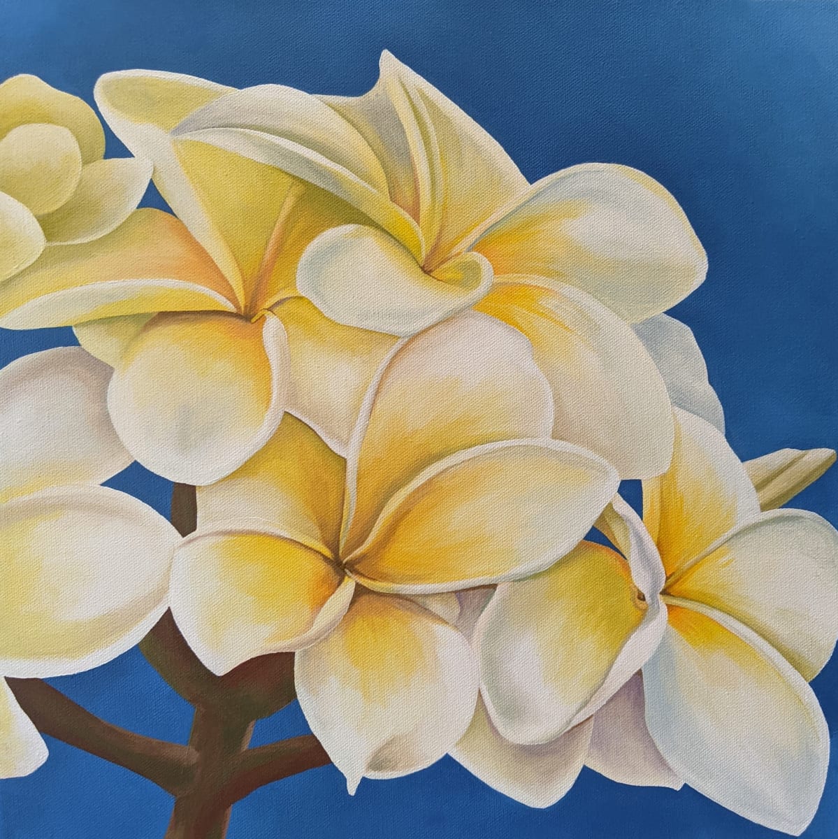 No. 55 Plumeria - Dream by Renée Switkes 