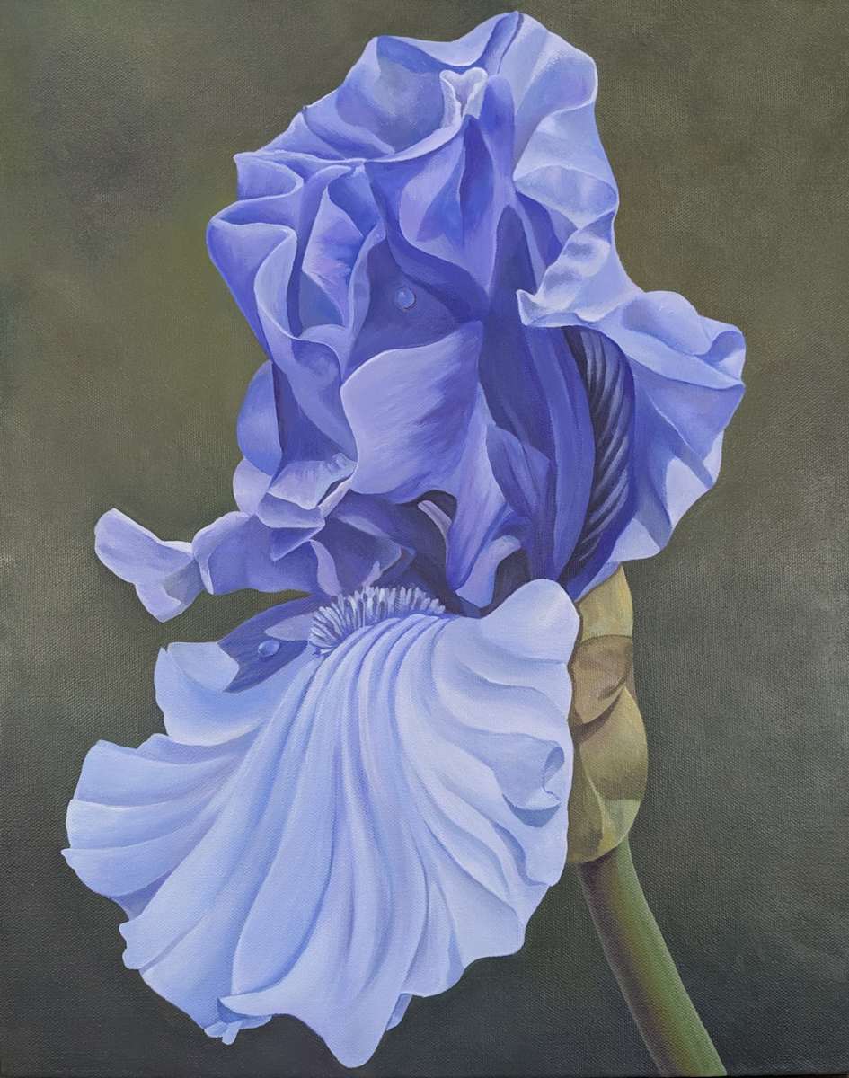 141 Iris - Tranquil Resolve by Renée Switkes 