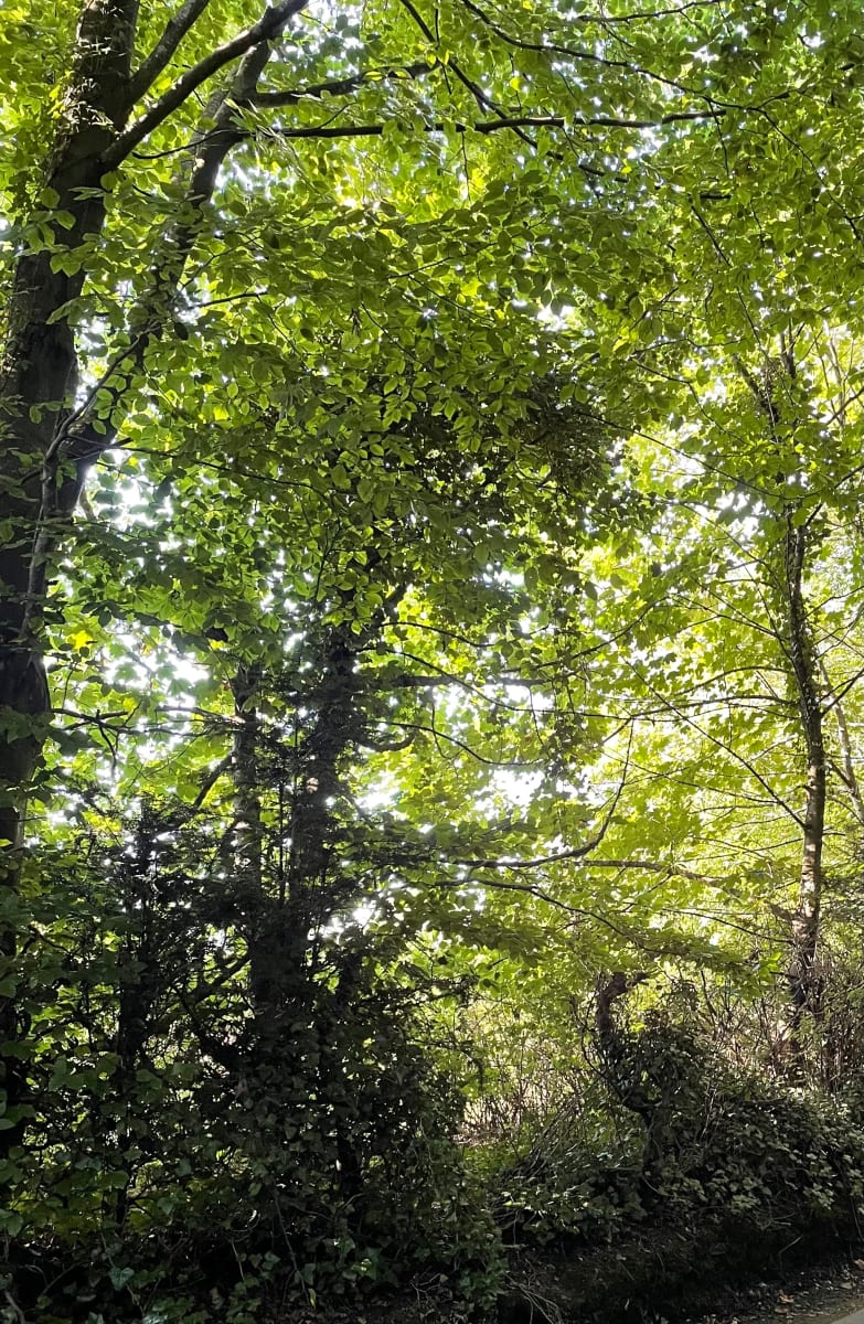 Light through Beech Trees by Susan D'souza, Image 1.