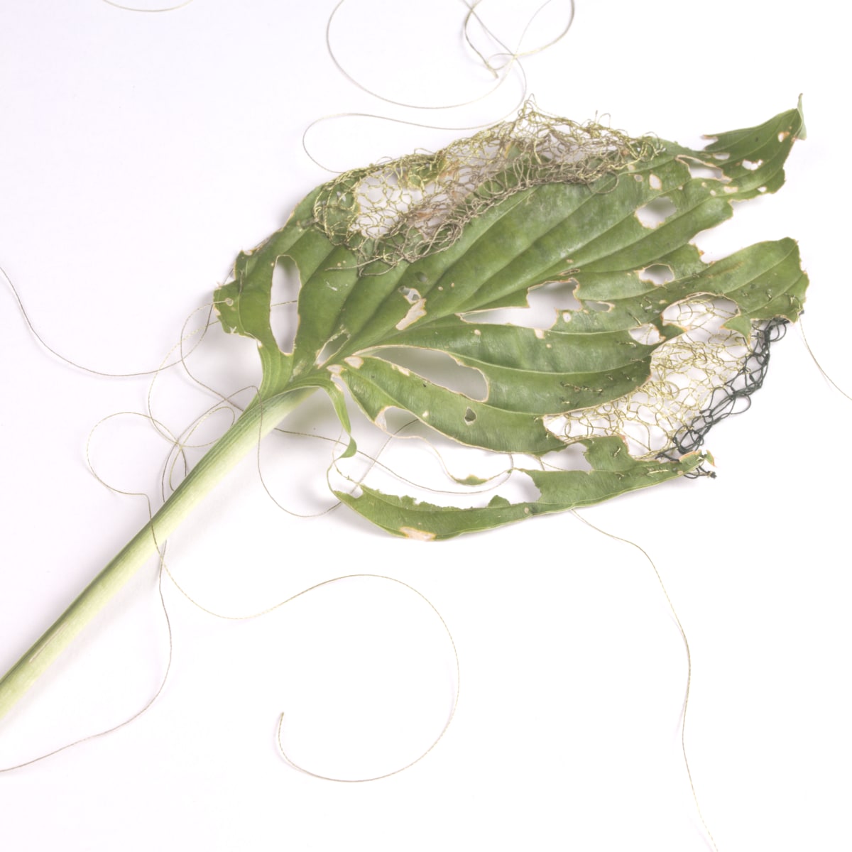 Hosta leaf knit  Image: Studio Photograph of Textile Original