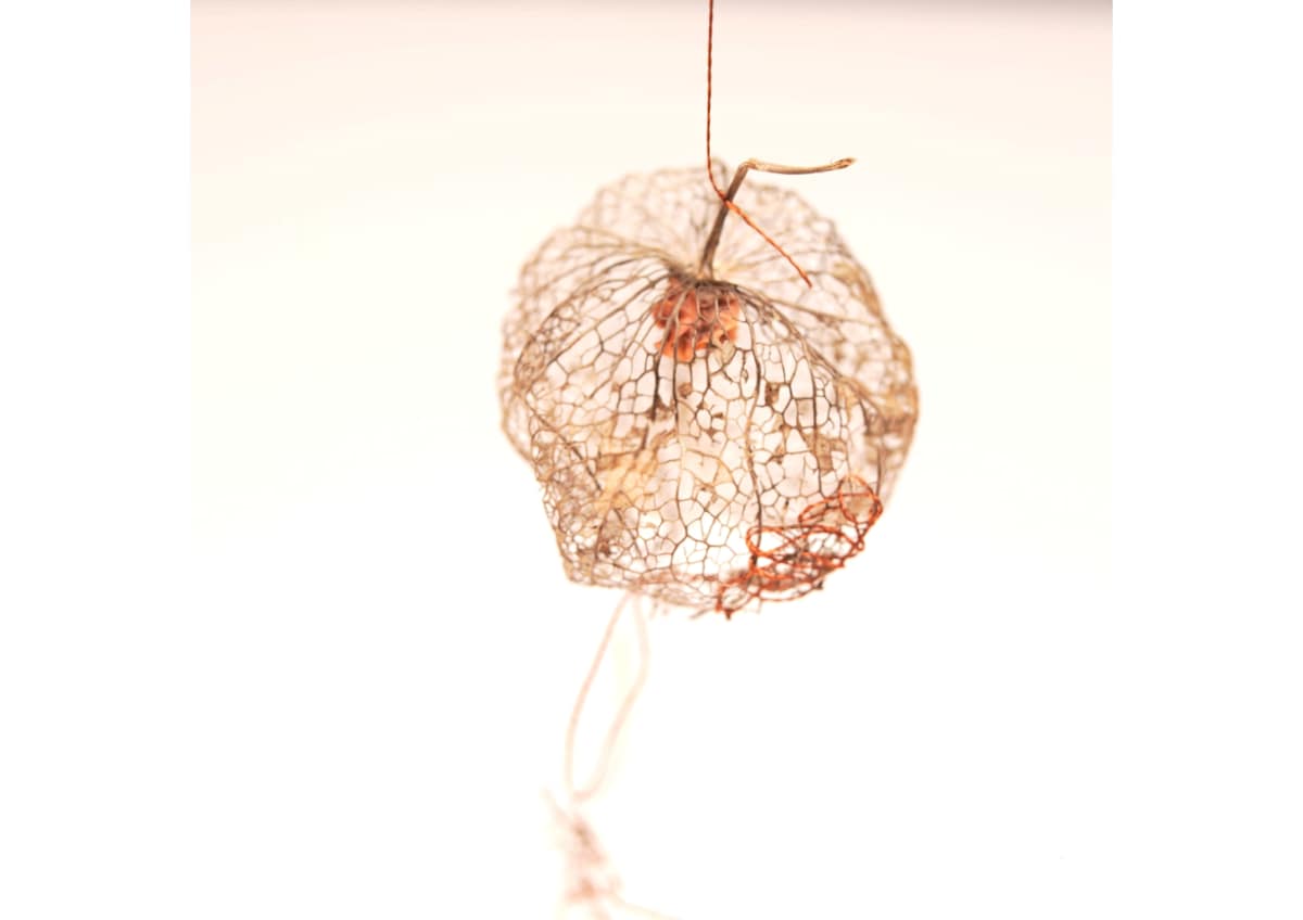 Darned Seed Head, Image 1.