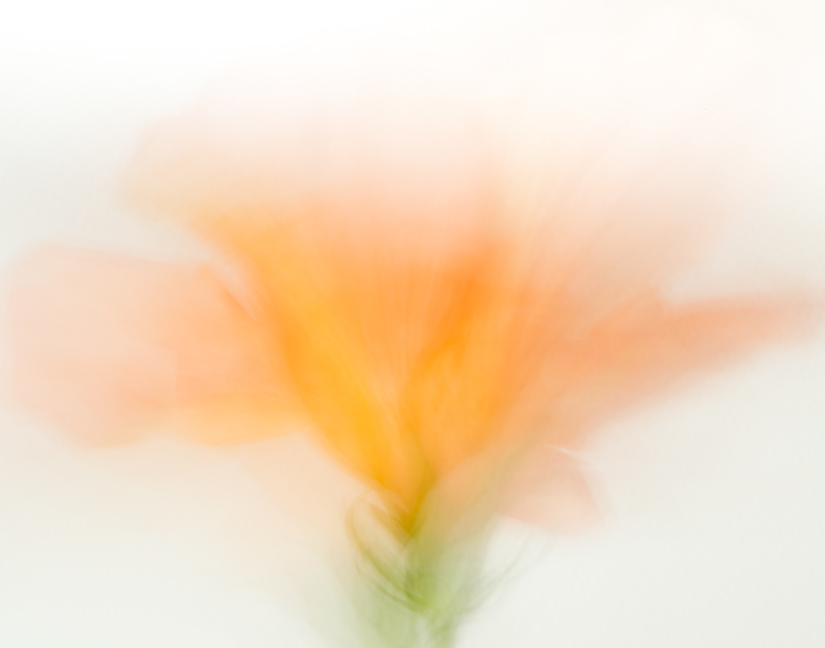 Dancing_Petals Orange, Image 19.