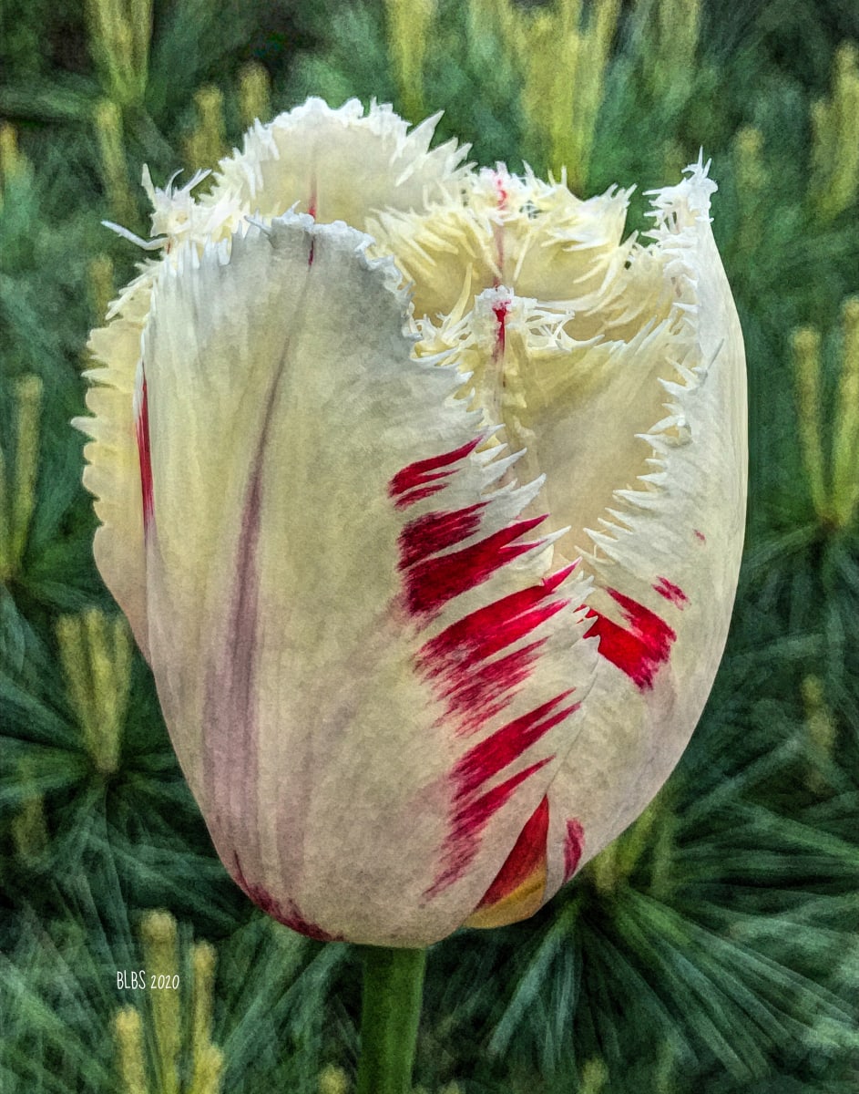 Painted White Tulip by Barbara Storey 