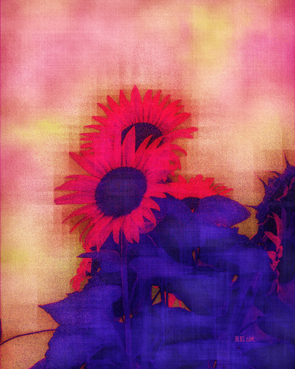 Alien Sunflowers by Barbara Storey 