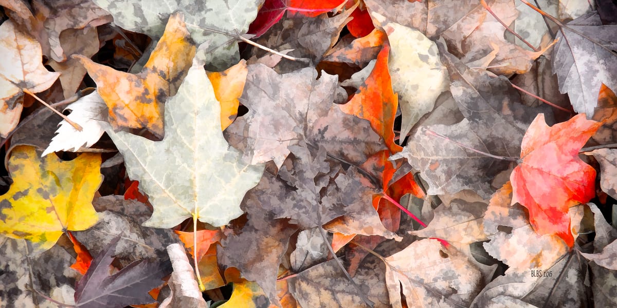Autumn's Carpet by Barbara Storey 