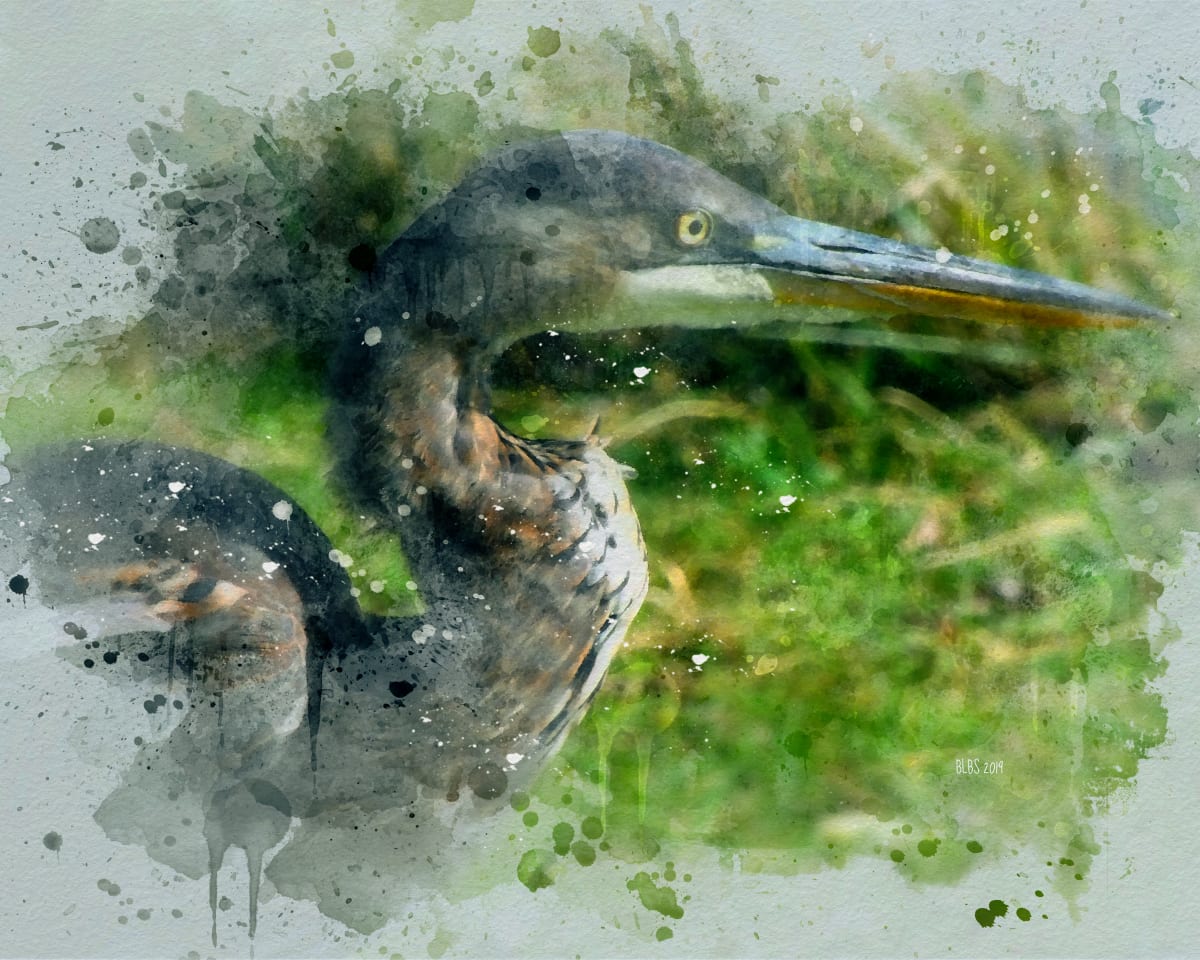 Portrait of a Blue Heron 