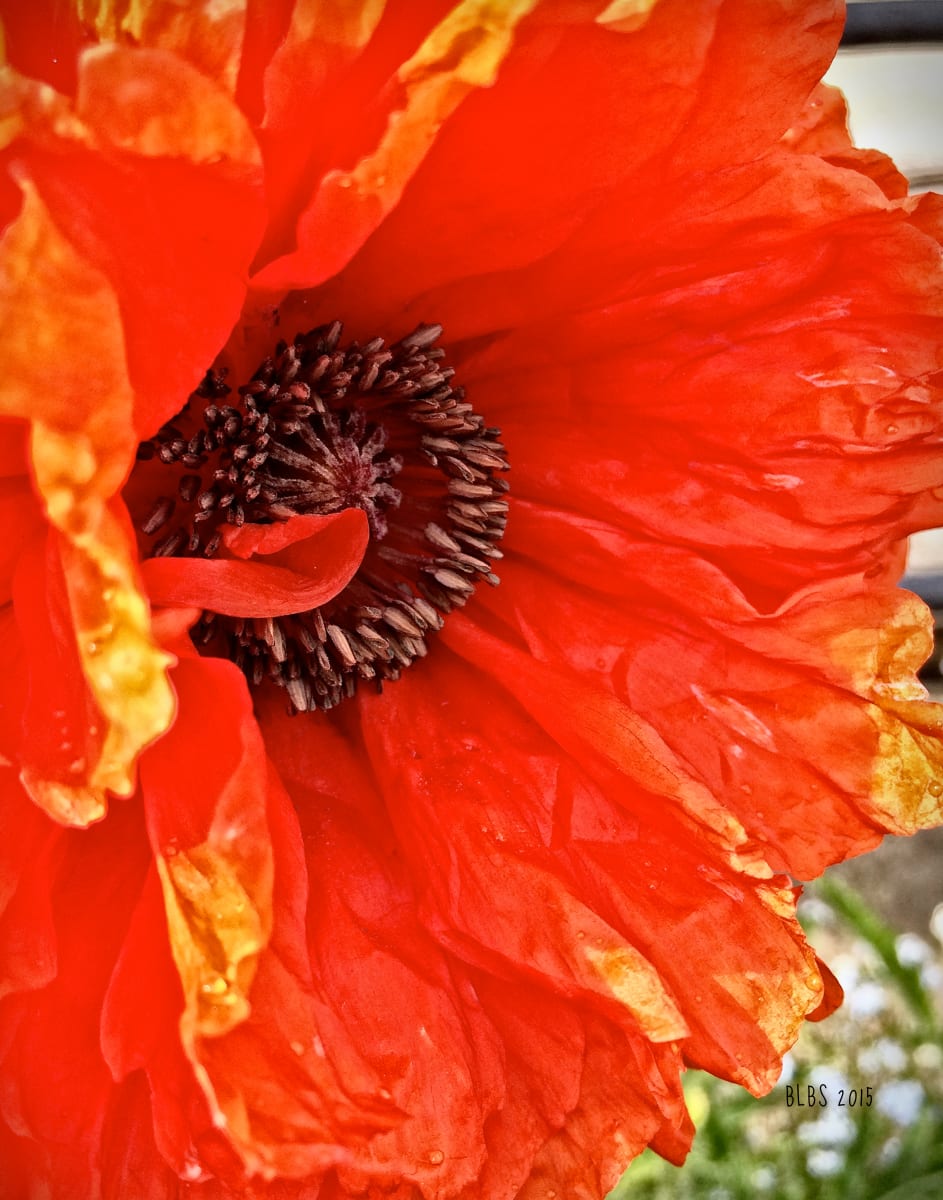 Bright Poppy, Side View by Barbara Storey 