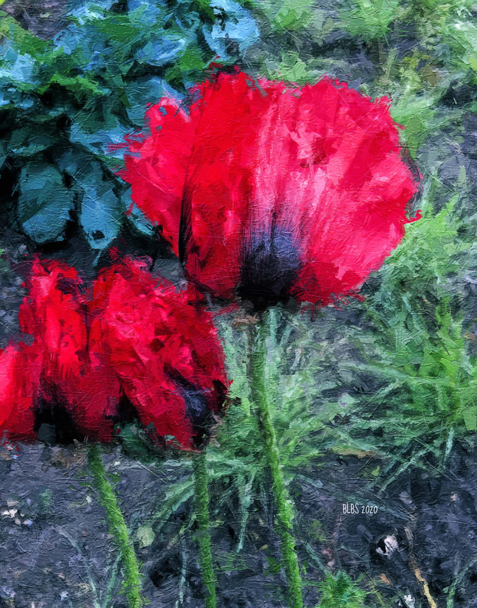 Bright Red Poppies 