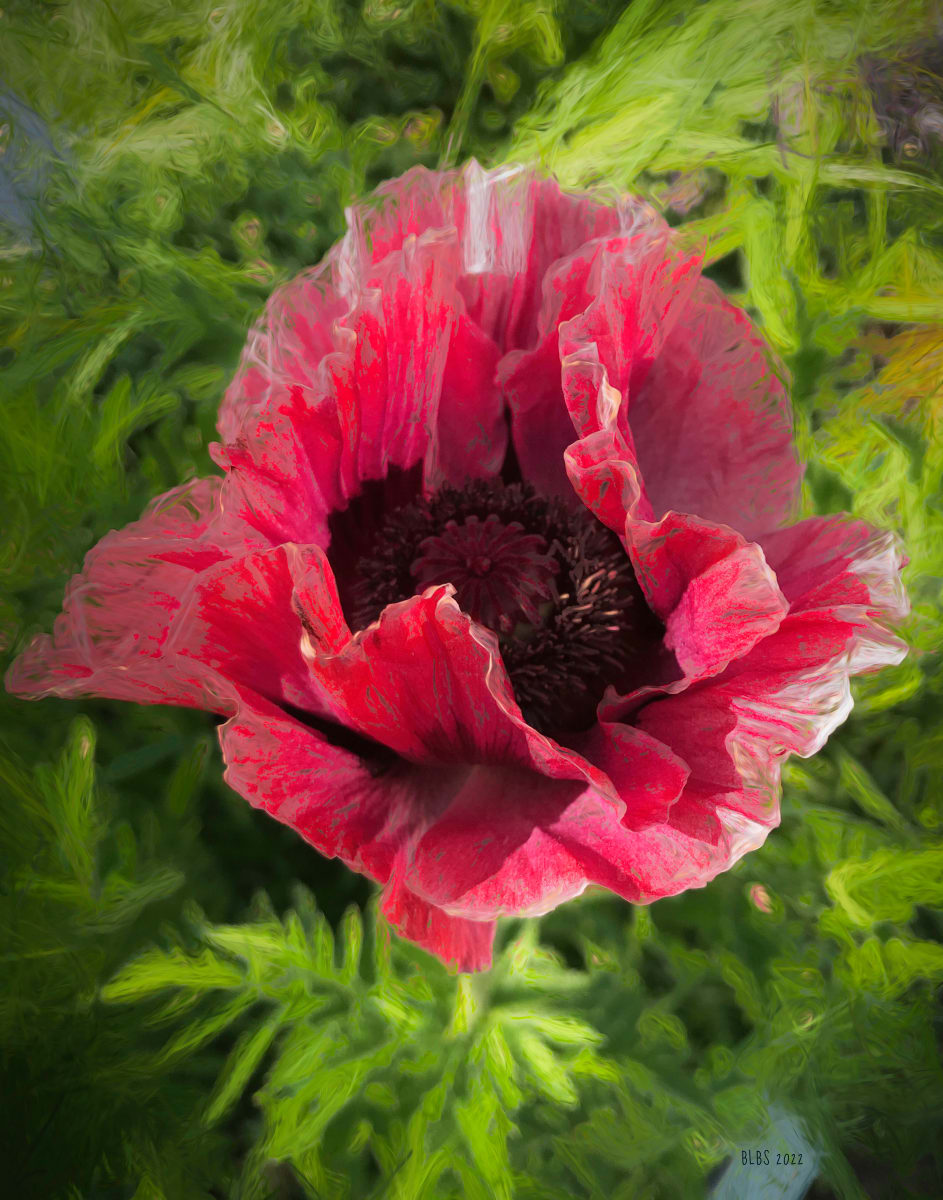 Dark Pink Poppy by Barbara Storey  Image: Dark Pink Poppy