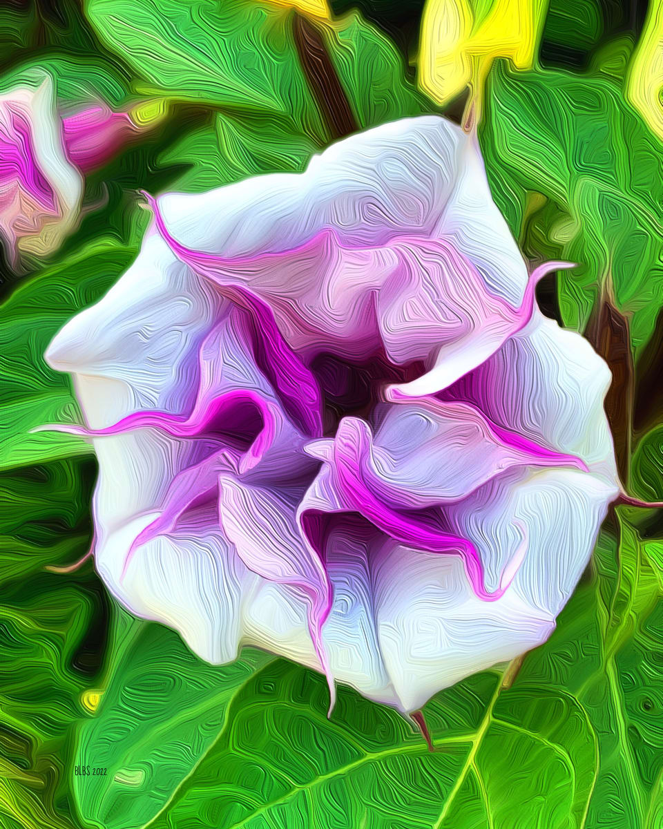 Datura Metel by Barbara Storey  Image: Datura Metel