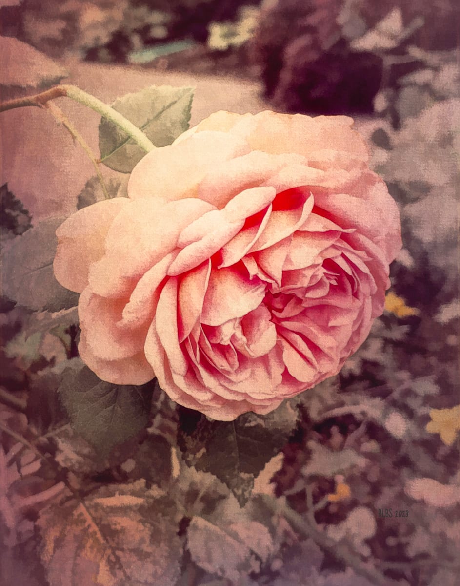 Faded Pink Rose by Barbara Storey  Image: Faded Pink Rose