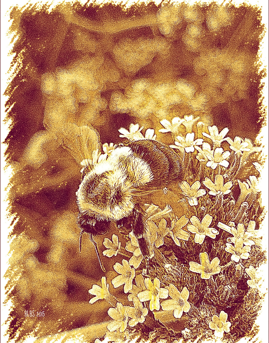 Honey Bumble Bee by Barbara Storey 